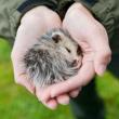 Festivals, May 04, 2019, 05/04/2019, Urban Wildlife Festival