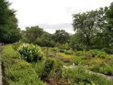 Tours, July 07, 2019, 07/07/2019, What's in Bloom in the Heather Garden? July Tour
