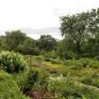 Tours, July 07, 2019, 07/07/2019, What's in Bloom in the Heather Garden? July Tour