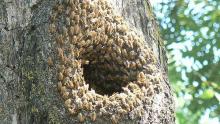 Symposiums, April 05, 2019, 04/05/2019, Hiving: Living Forms, Forms of Living