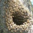 Symposiums, April 05, 2019, 04/05/2019, Hiving: Living Forms, Forms of Living