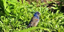 Birdwatchings, May 22, 2019, 05/22/2019, Spring Migration Bird Walk