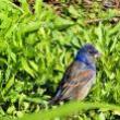 Birdwatchings, May 21, 2019, 05/21/2019, Spring Migration Bird Walk