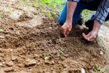 Workshops, May 04, 2019, 05/04/2019, Organic Gardening: Sowing Soil And Transplanting Into The Garden