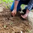 Workshops, May 04, 2019, 05/04/2019, Organic Gardening: Sowing Soil And Transplanting Into The Garden