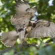 Birdwatchings, May 04, 2019, 05/04/2019, Marsh Spring Migration Walk