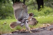 Birdwatchings, July 14, 2019, 07/14/2019, Evening Hawk Watch