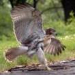 Birdwatchings, July 14, 2019, 07/14/2019, Evening Hawk Watch
