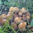 Birdwatchings, May 19, 2019, 05/19/2019, Spring Fungus Walk
