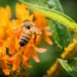 Tours, July 06, 2019, 07/06/2019, Wildlife Tour: High Line as Habitat
