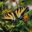 Tours, June 02, 2019, 06/02/2019, Butterflies and Botany Tour