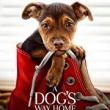 Films, June 15, 2019, 06/15/2019, A Dog's Way Home (2019): Animal Adventure with Ashley Judd, Edward James Olmos (Outdoors)