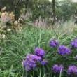 Workshops, June 29, 2019, 06/29/2019, Summer Ornamental Plants Workshop