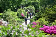 Tours, July 28, 2019, 07/28/2019, Midsummer Botany Walk