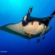 Slide Lectures, July 09, 2019, 07/09/2019, The Beautiful Underwater World
