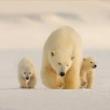 Slide Lectures, July 17, 2019, 07/17/2019, Wildlife Photography Around the World: The Secrets Behind the Lens