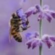 Festivals, July 20, 2019, 07/20/2019, The Lavender Festival