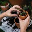 Workshops, August 17, 2019, 08/17/2019, Organic Gardening Workshop: Harvesting & Preparing The Garden For Fall