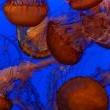 Workshops, August 17, 2019, 08/17/2019, Capturing Underwater Photography