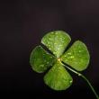 Festivals, March 14, 2019, 03/14/2019, Annual St. Patrick's Open Day