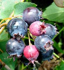 Tours, July 03, 2020, 07/03/2020, Foraging Tour In A Famous Park: Mulberries, Juneberries, Epazote and more! 