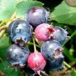 Park Walks, June 27, 2021, 06/27/2021, (In-Person) Foraging Tour in Central Park: Sweet Berries, Wild Herbs and Vegetables, and More