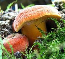 Tours, July 04, 2020, 07/04/2020, Foraging Tour In A Park: Spicy Hedge Mustard, Plantain, Mushrooms and More