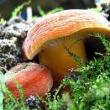 Tours, July 04, 2020, 07/04/2020, Foraging Tour In A Park: Spicy Hedge Mustard, Plantain, Mushrooms and More