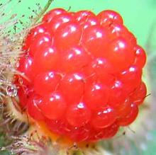 Park Walks, July 24, 2021, 07/24/2021, Foraging Tour: Wineberries, Kentucky Coffee Trees, and More