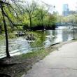 Park Walks, July 18, 2020, 07/18/2020, Foraging Tour (in-person): Wineberries, Cherries, Spicy Mustard Greens, and More