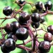 Park Walks, July 25, 2020, 07/25/2020, Foraging Tour (in-person): Wineberries, Asiatic Dayflower, Spicy Hedge Mustard and More