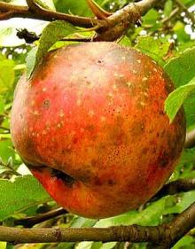 Park Walks, August 23, 2020, 08/23/2020, Foraging Tour: elderberries, peaches, cherries, apples (in-person)