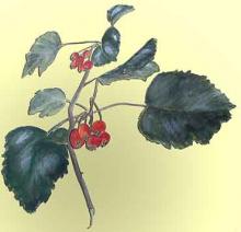 Park Walks, August 30, 2020, 08/30/2020, Foraging Tour In A Park: Hickory Nuts, Hawthorn Berries, Kentucky Coffee Trees and More (in-person)