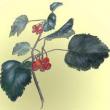 Park Walks, August 30, 2020, 08/30/2020, Foraging Tour In A Park: Hickory Nuts, Hawthorn Berries, Kentucky Coffee Trees and More (in-person)