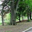Park Walks, September 13, 2020, 09/13/2020, Foraging Tour In A Park: Hickory Nuts, Paper Mulberry, Lady&rsquo;s Thumb and More (in-person)