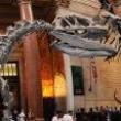Museumss, September 09, 2020, 09/09/2020, American Museum of Natural History is Now Open!