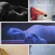 Screenings, October 15, 2020, 10/15/2020, Japanese Dance Theatre (Butoh): A Collection of Short Films (virtual)