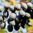 Park Walks, October 24, 2020, 10/24/2020, Foraging Tour In A Park: Black Walnuts, Wild Carrot, Wild Raisin and More (in-person)