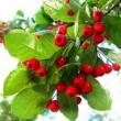 Park Walks, October 11, 2020, 10/11/2020, Foraging Tour: Juneberries, Savory Gingko Nuts, Mushrooms and More (in-person)