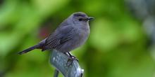 Birdwatchings, October 01, 2020, 10/01/2020, Birding Tour in Midtown (in-person)