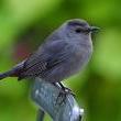Birdwatchings, October 01, 2020, 10/01/2020, Birding Tour in Midtown (in-person)