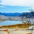 Tours, June 16, 2021, 06/16/2021, Yellowstone's Mammoth Hot Springs Terraces Live (virtual)