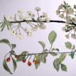 Park Walks, June 26, 2021, 06/26/2021, (In-Person) Foraging Tour: Sweet Cherries, Mulberries, Chicken Mushrooms, and More