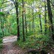 Park Walks, July 04, 2021, 07/04/2021, Foraging Tour: Field Garlic, Lady's Thumb, Gourmet Mushrooms and More