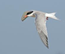 Birdwatchings, July 17, 2021, 07/17/2021, The 9th Annual "It's Your Tern" Celebration