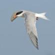Birdwatchings, July 17, 2021, 07/17/2021, The 9th Annual "It's Your Tern" Celebration
