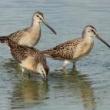 Festivals, August 14, 2021, 08/14/2021, 16th Annual Shorebird Festival