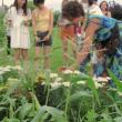 Workshops, August 14, 2021, 08/14/2021, Making Inks from Plants