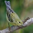 Birdwatchings, September 21, 2021, 09/21/2021, Morning Bird Walk in the Park