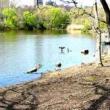 Park Walks, September 18, 2021, 09/18/2021, Foraging Tour: Wild Peaches, Apples, Cherries, Herbs and More